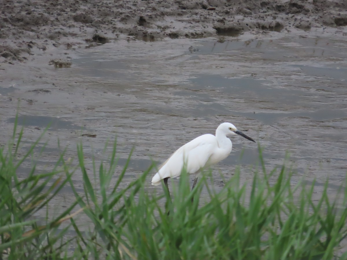 Little Egret - ML642012229