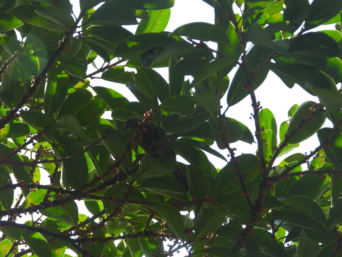 Tangara Palmera - ML642012231