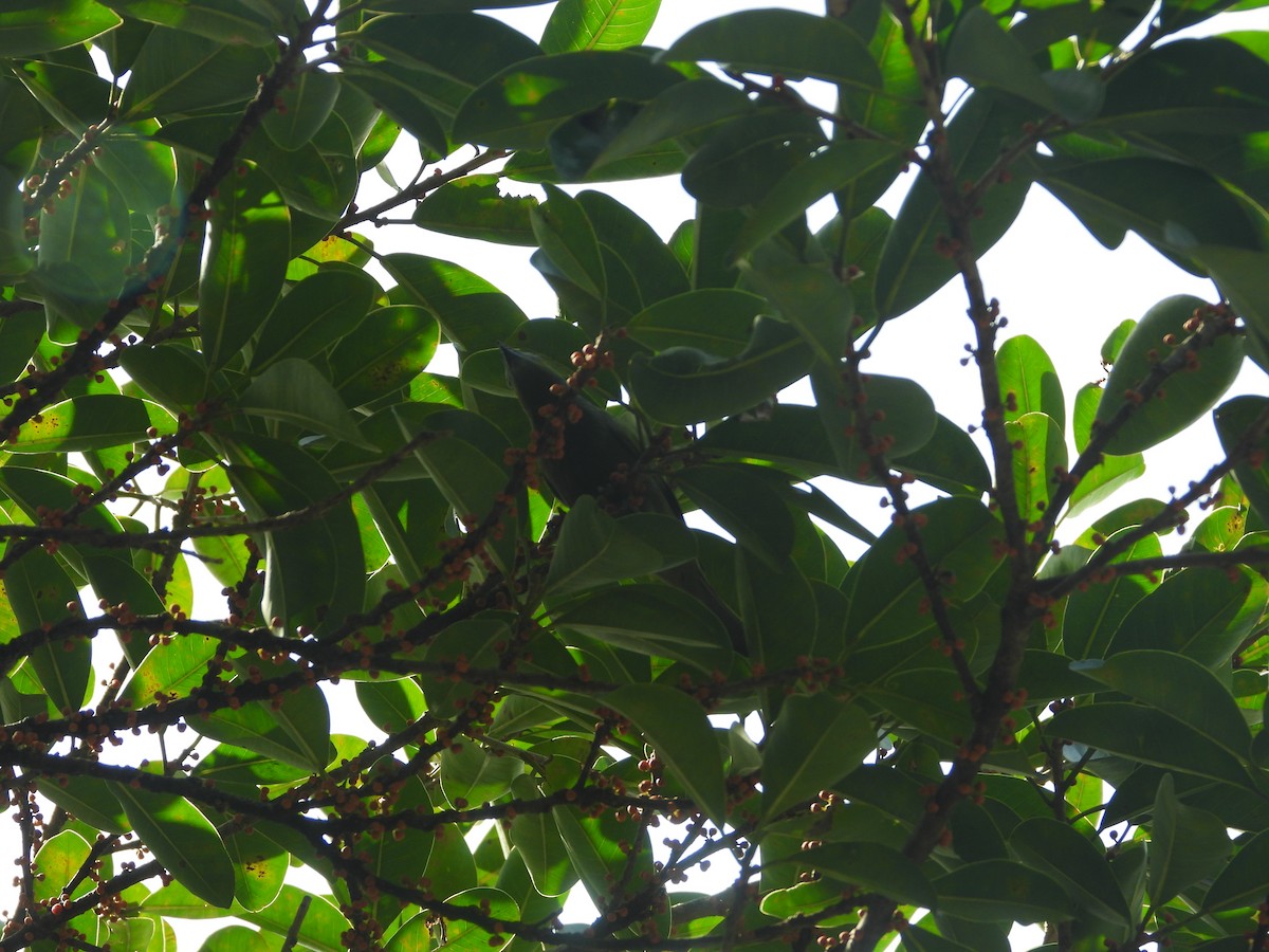 Tangara Palmera - ML642012232