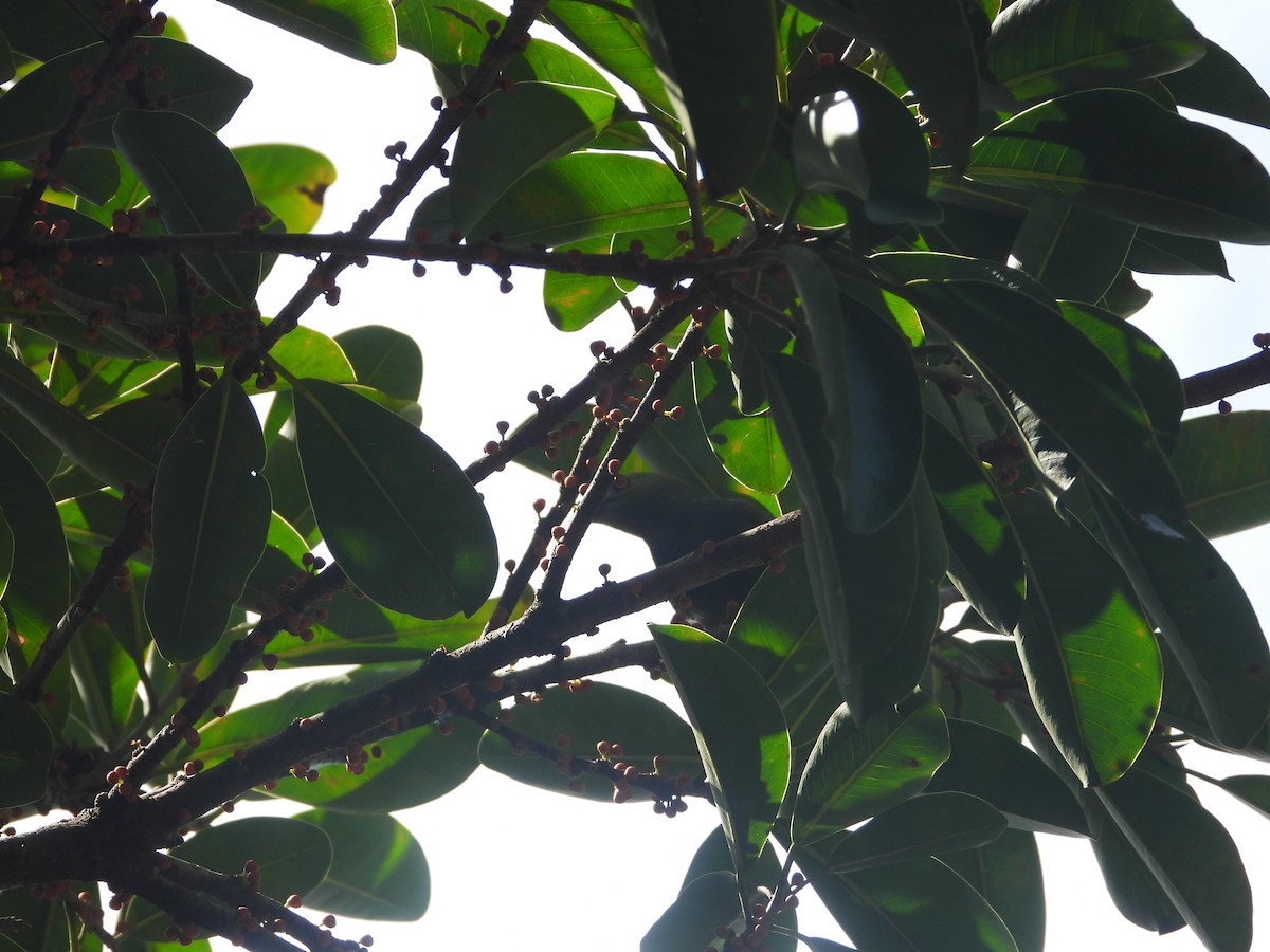 Tangara Palmera - ML642012238