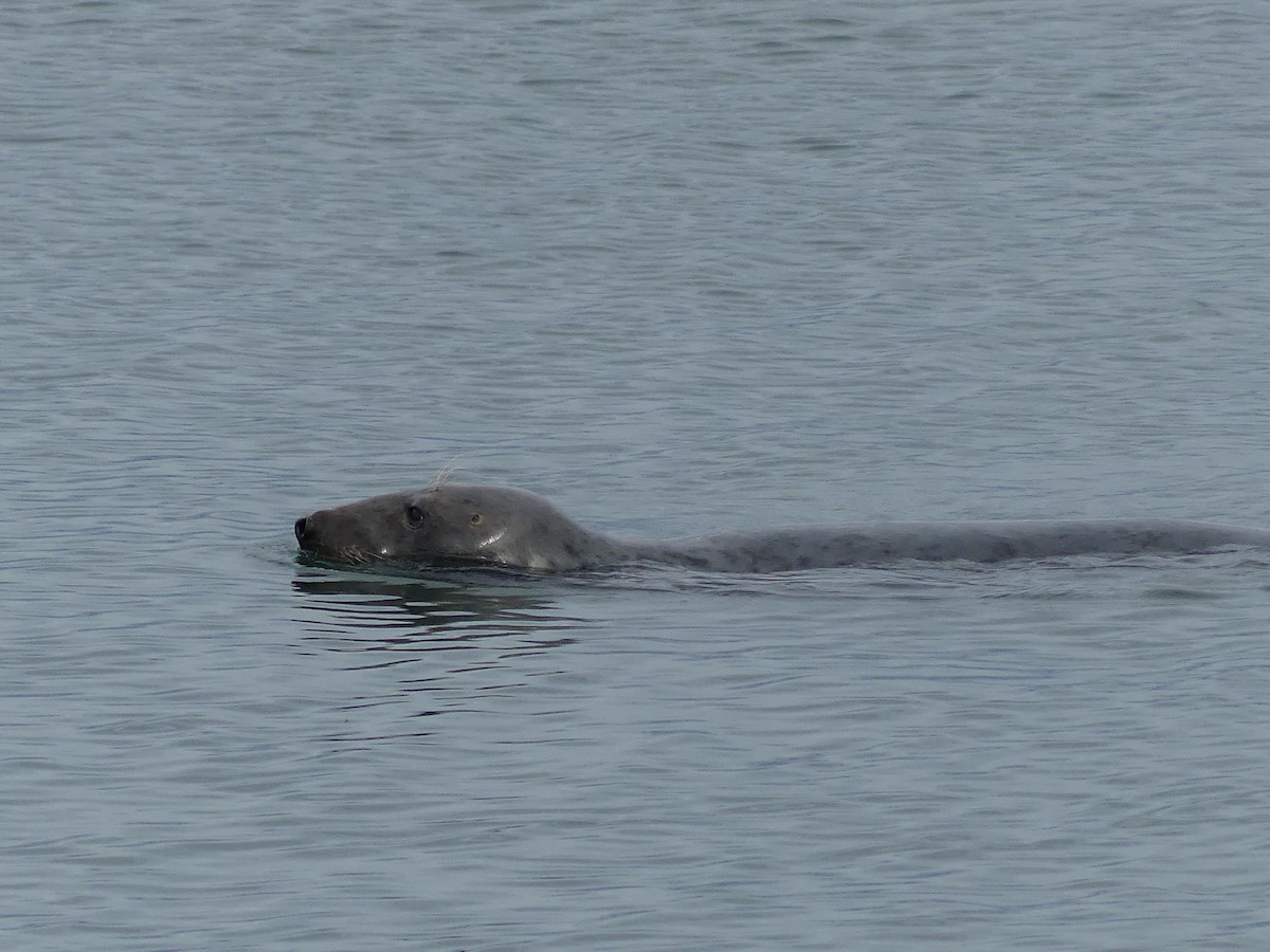 Grey Seal - ML642012241