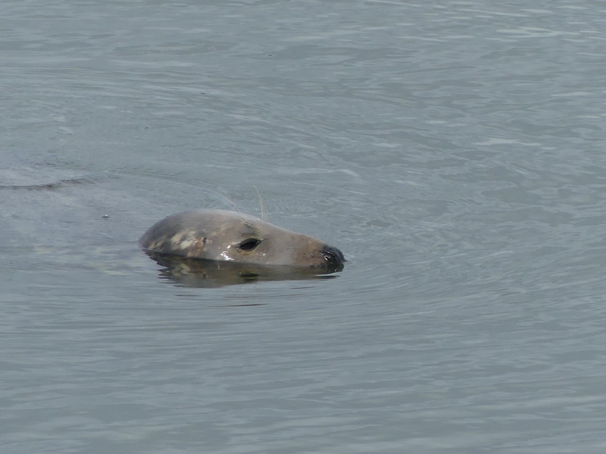 Grey Seal - ML642012242