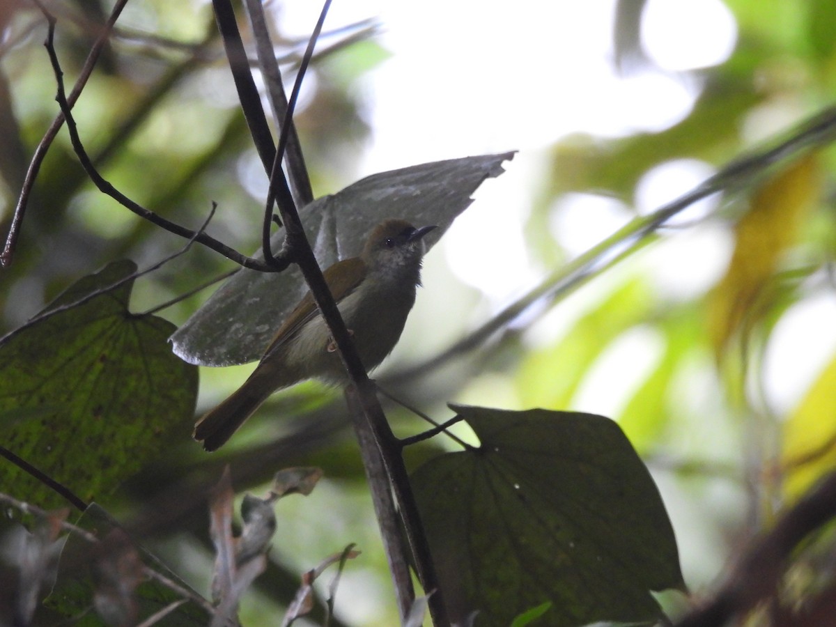 Plain Sunbird - ML642012246