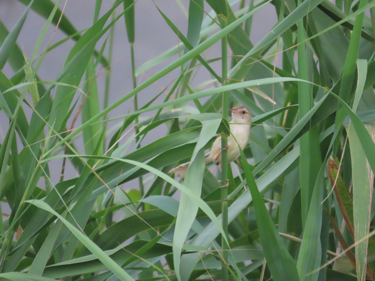 Prinia Sencilla - ML642012251