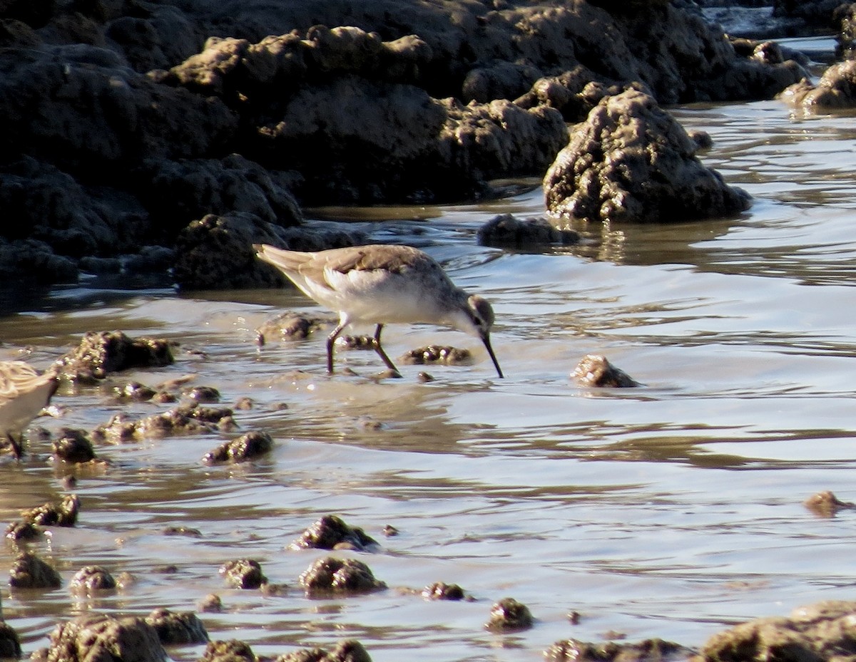 Wilson's Phalarope - ML642012267
