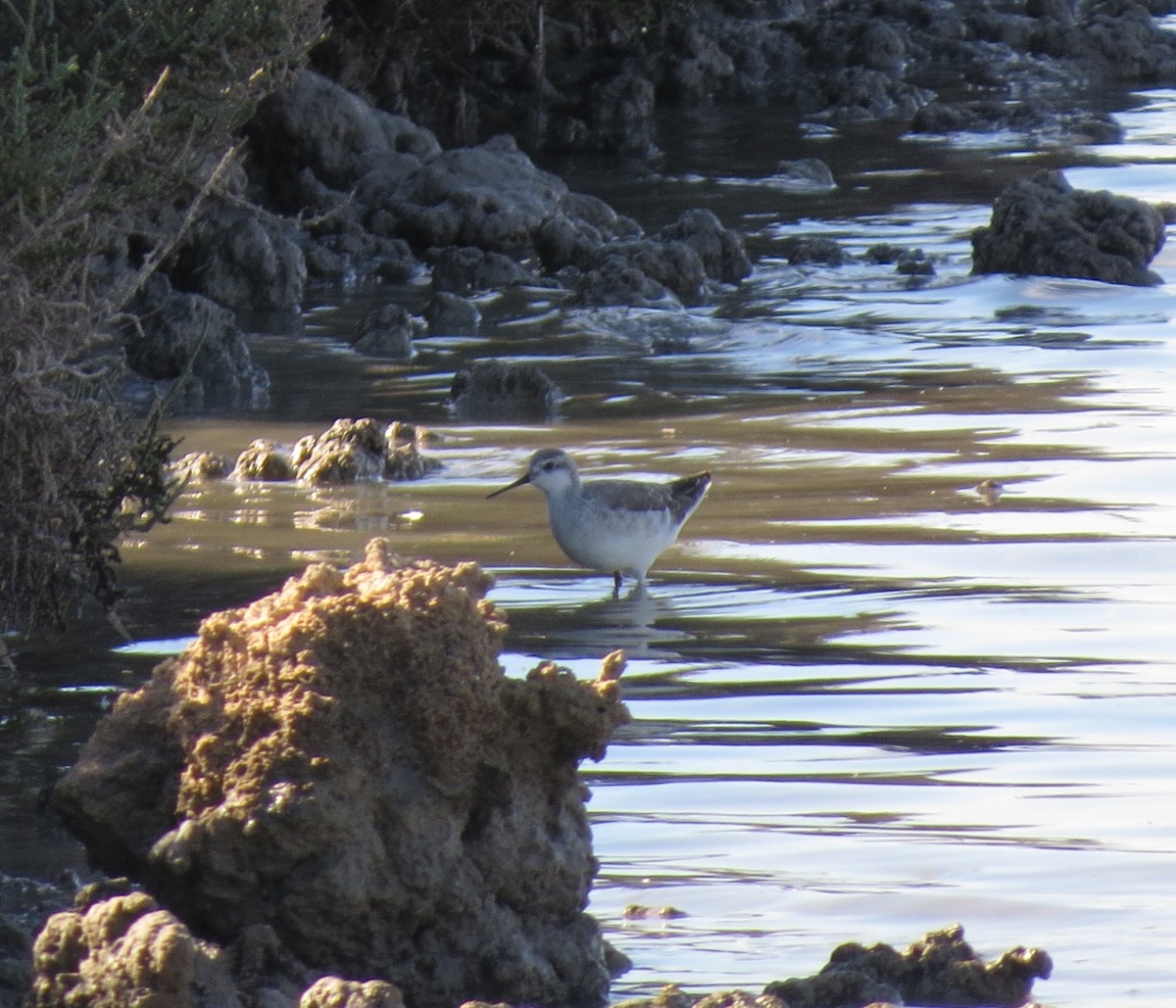 Wilson's Phalarope - ML642012268