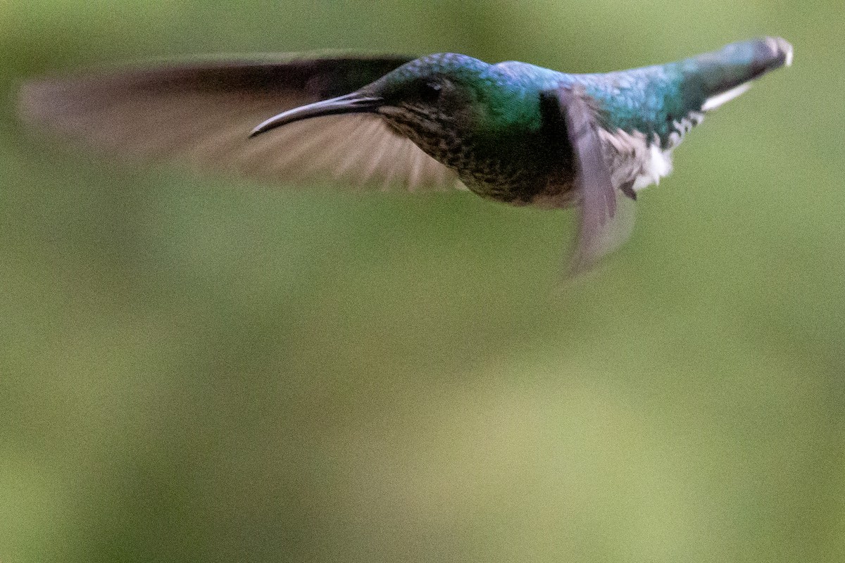 White-booted Racket-tail - ML642012288