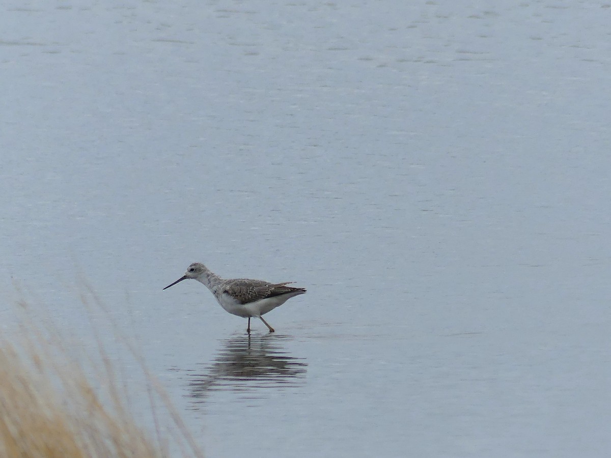 Marsh Sandpiper - ML642012289