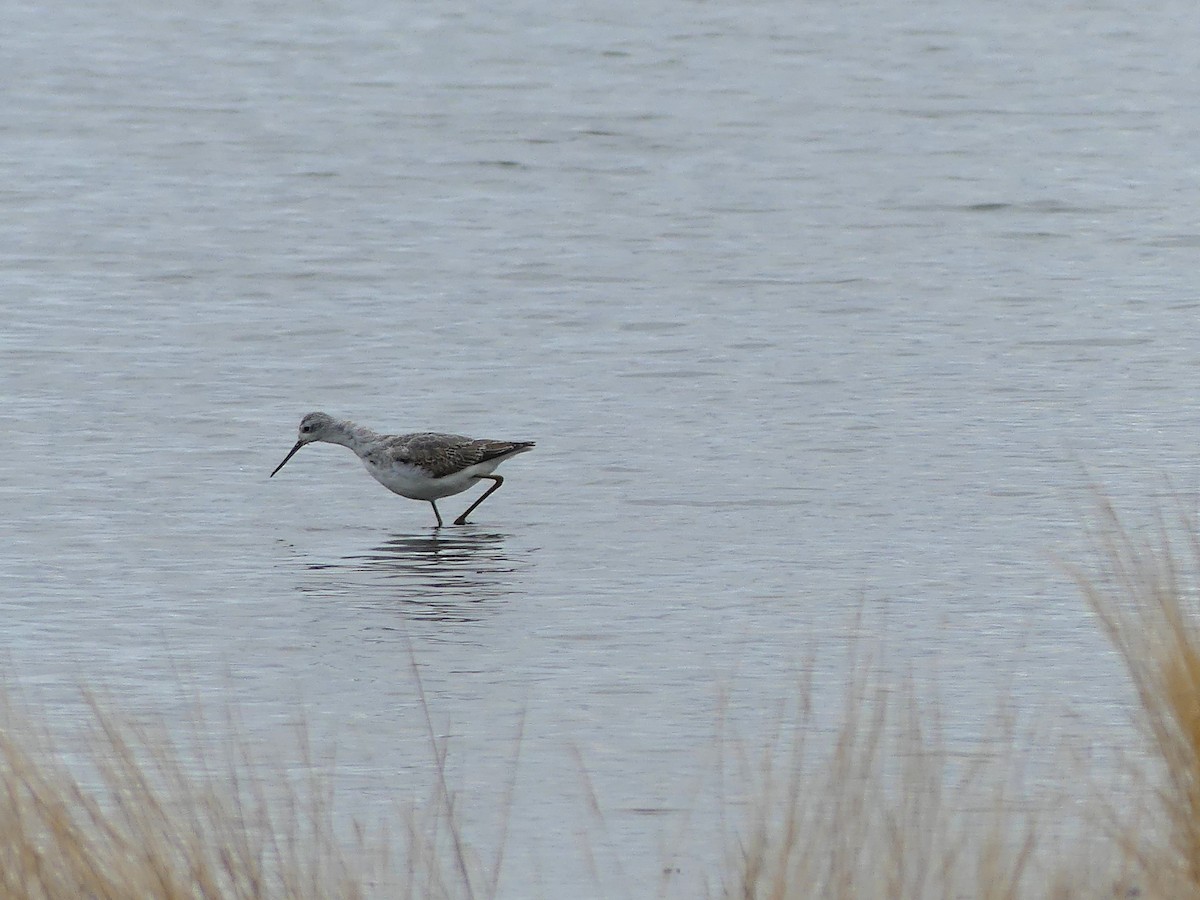 Marsh Sandpiper - ML642012290