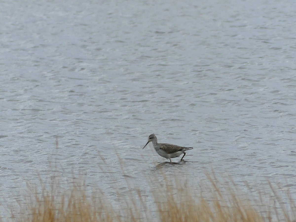 Marsh Sandpiper - ML642012291