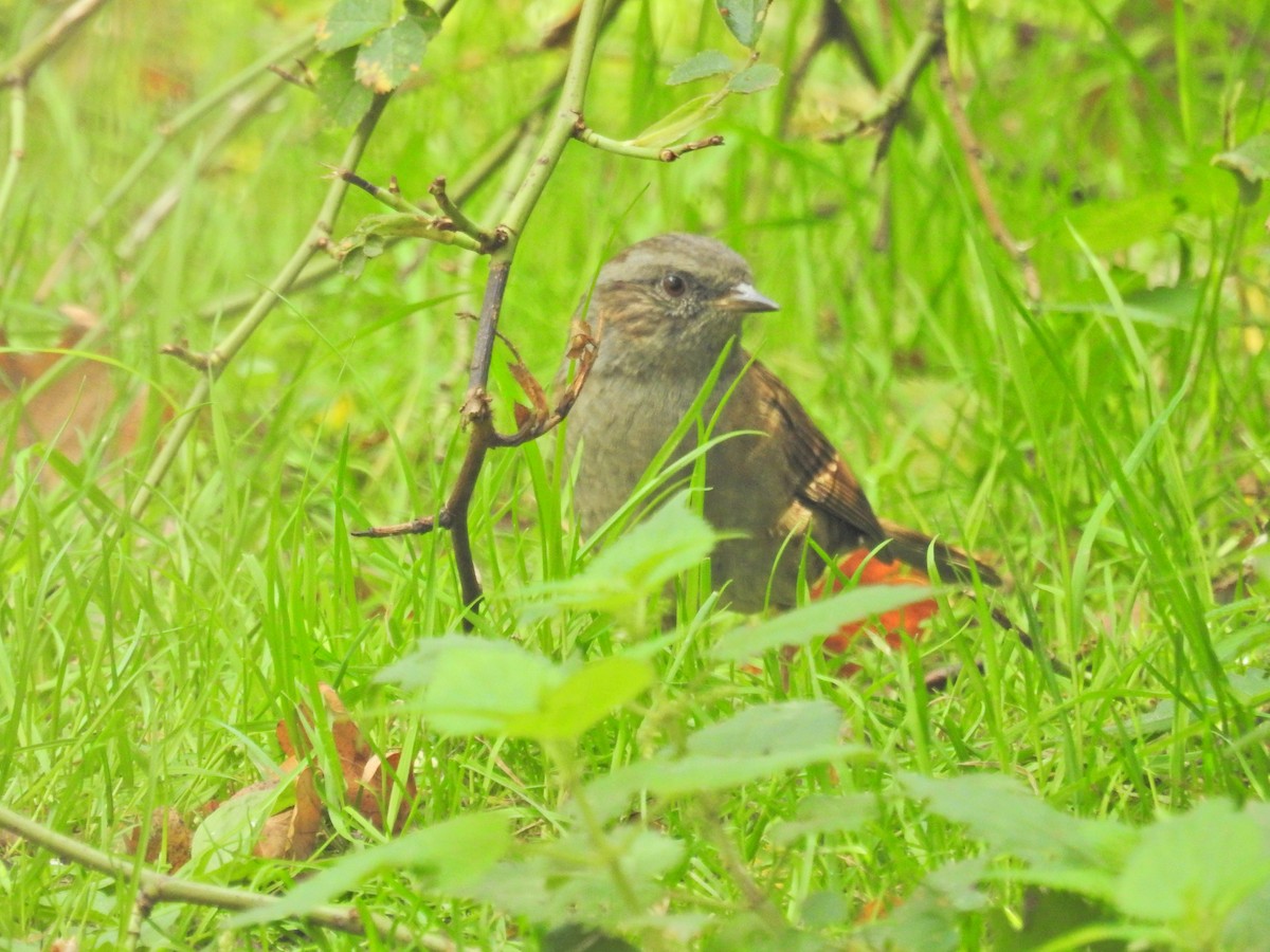 Tuntun arrunta - ML642012295