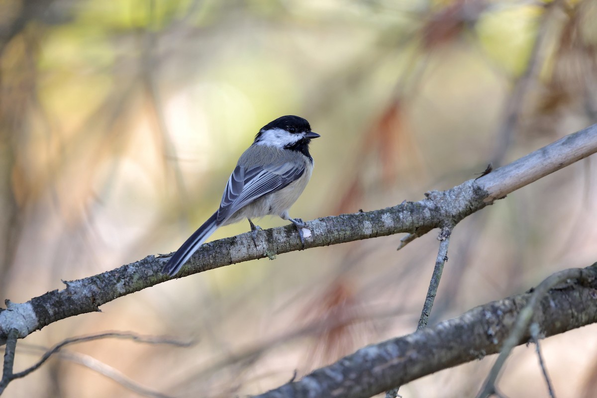 Black-capped Chickadee - ML642012298
