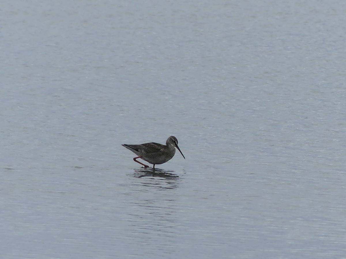 Spotted Redshank - ML642012299