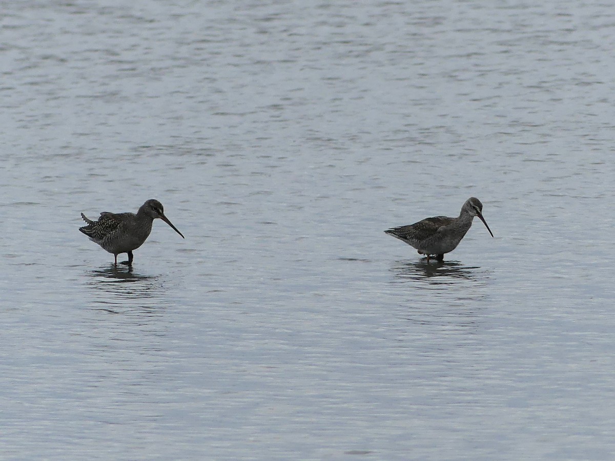 Spotted Redshank - ML642012300