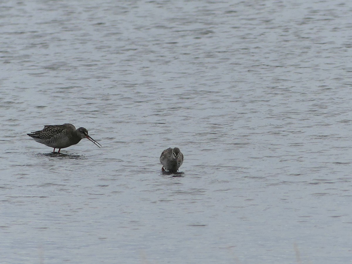 Spotted Redshank - ML642012301