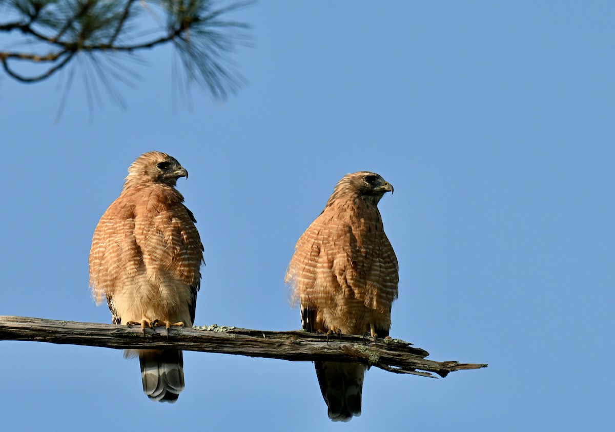 Red-shouldered Hawk - ML642012302