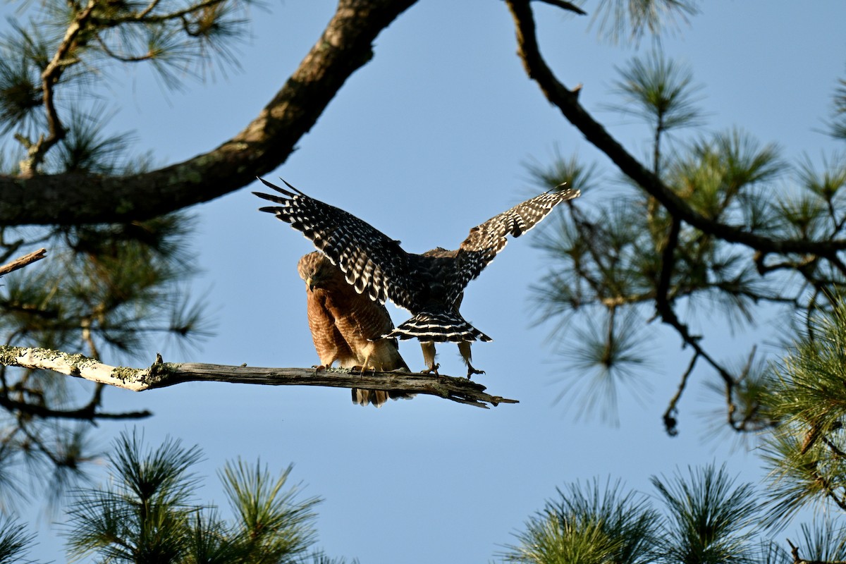 Red-shouldered Hawk - ML642012303