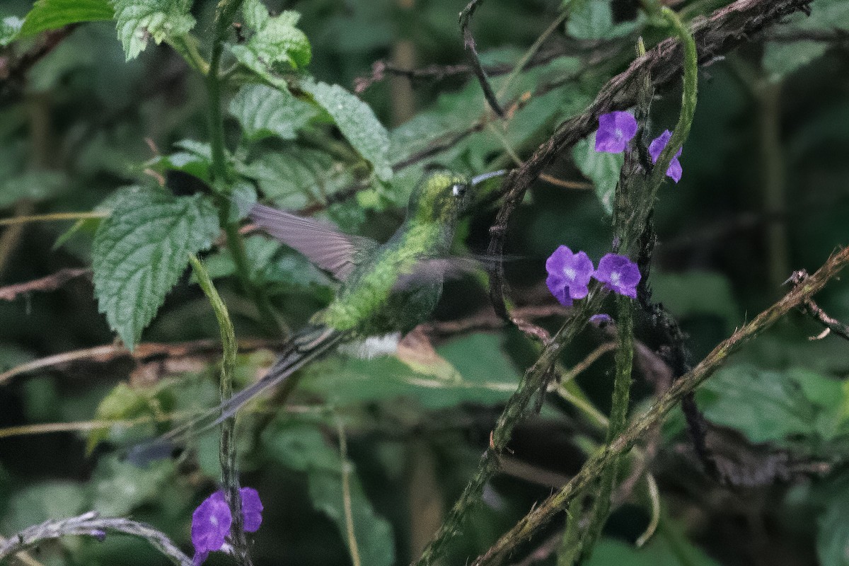 White-booted Racket-tail - ML642012306