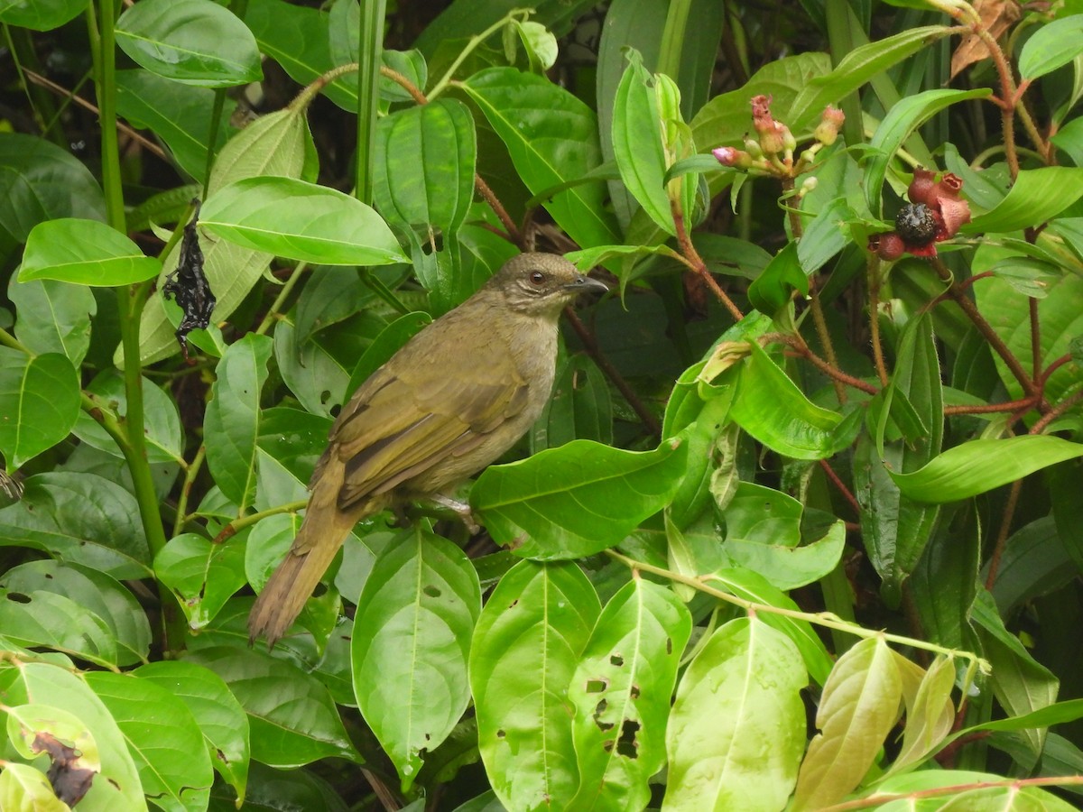Olive-winged Bulbul - ML642012315