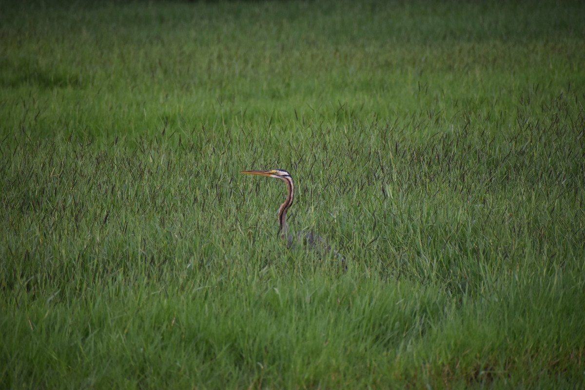 purpurhegre - ML642012336