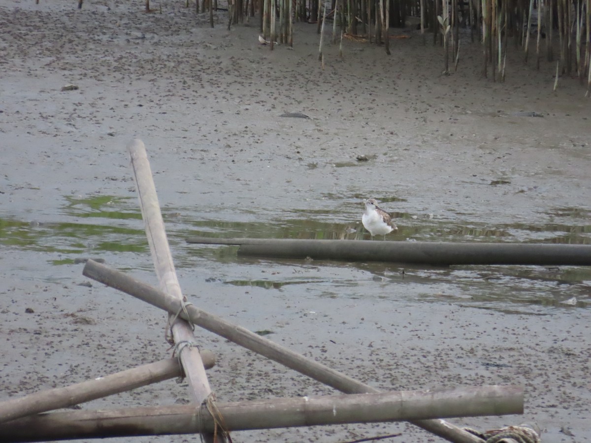 gluttsnipe - ML642012338