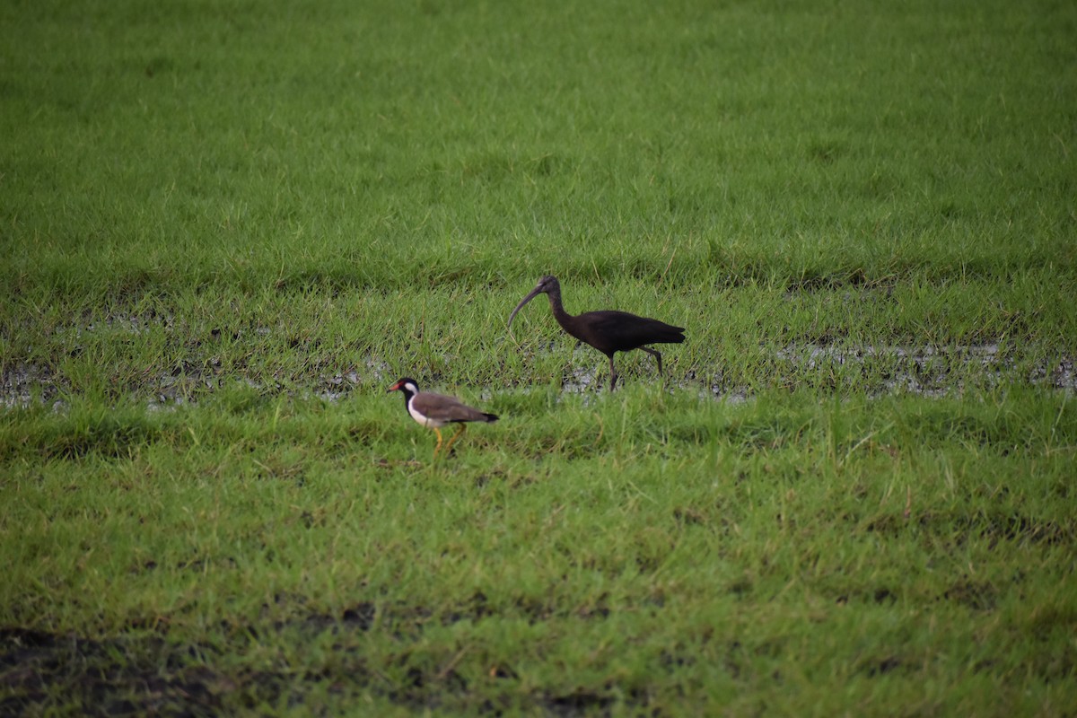 bronseibis - ML642012353