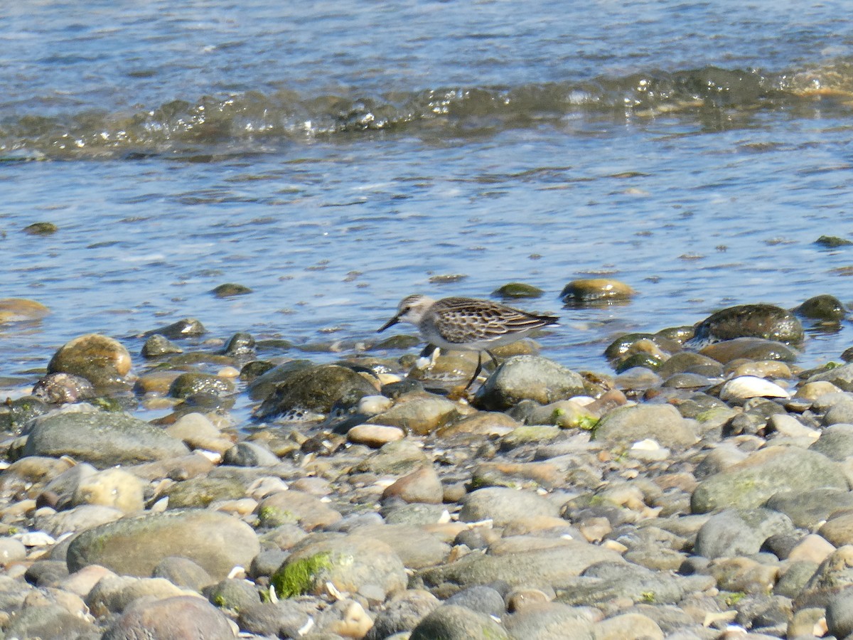sandsnipe - ML642012365