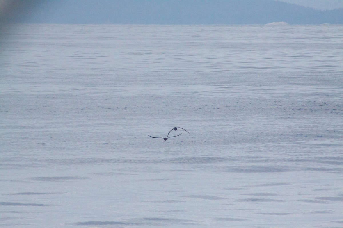 Sooty Shearwater - ML642012376