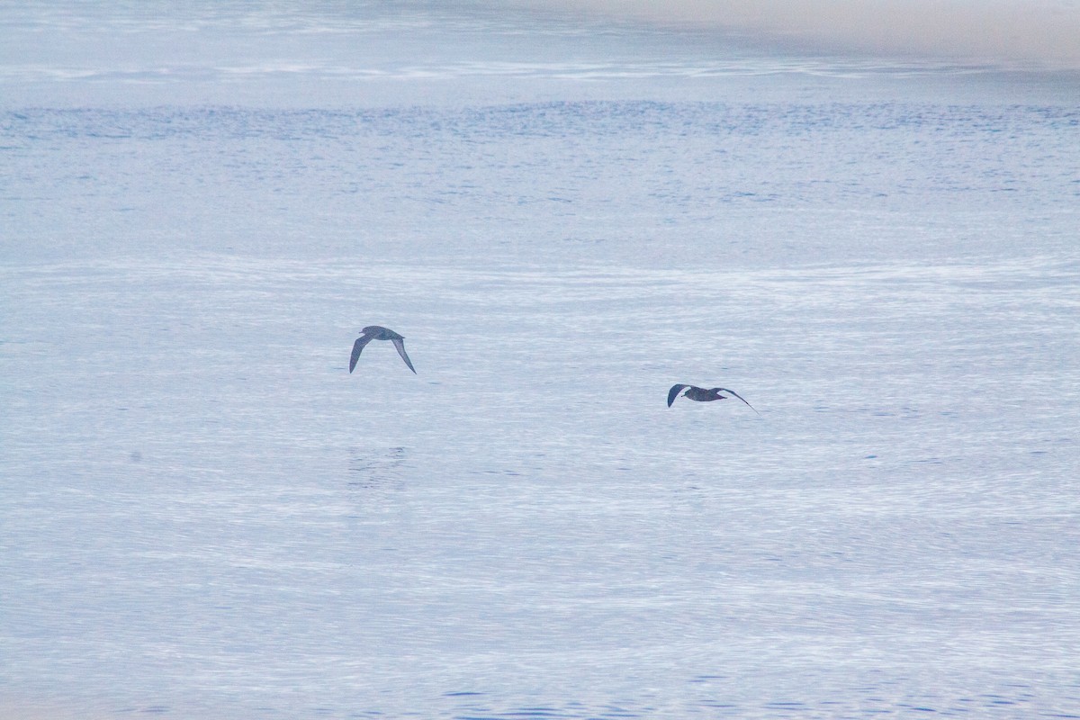 Sooty Shearwater - ML642012377
