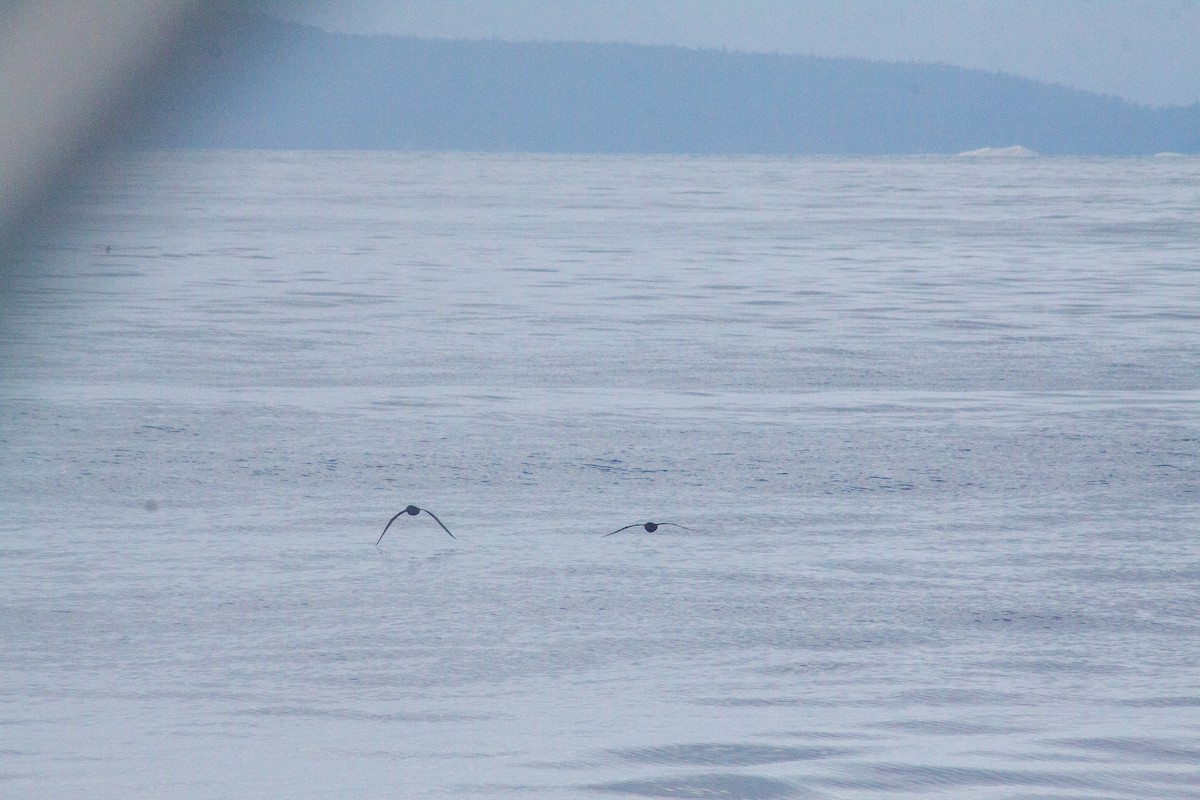 Sooty Shearwater - ML642012378