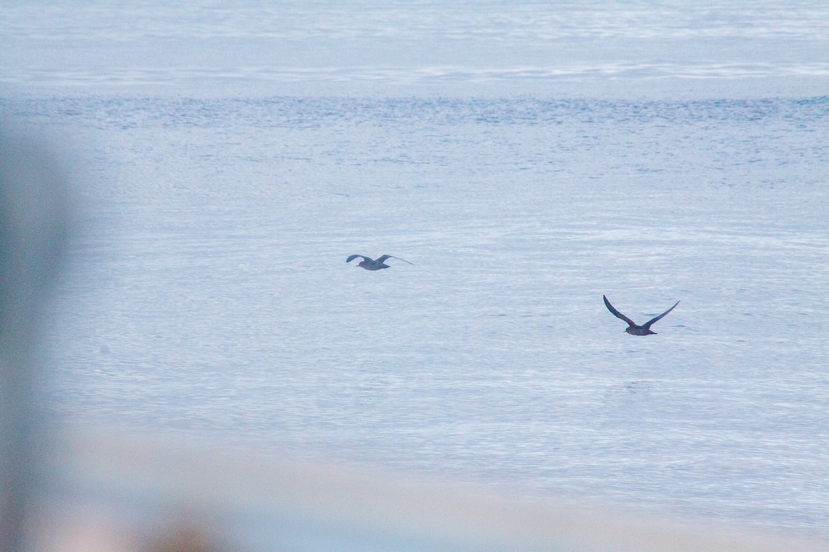 Sooty Shearwater - ML642012381