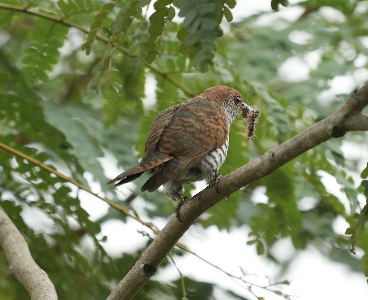 Violet Cuckoo - ML642012385