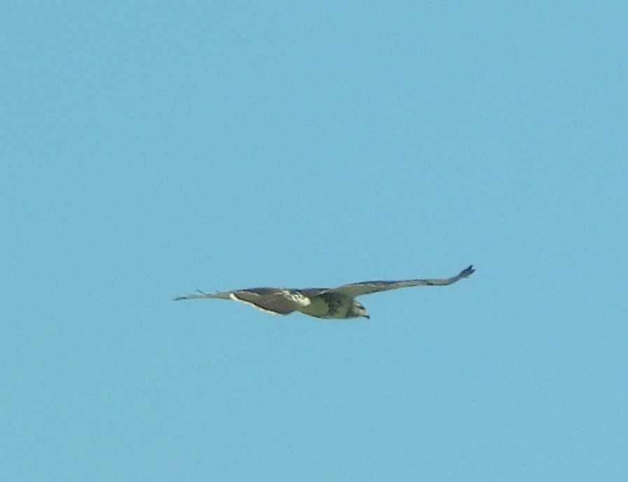 Red-tailed Hawk - ML642012388