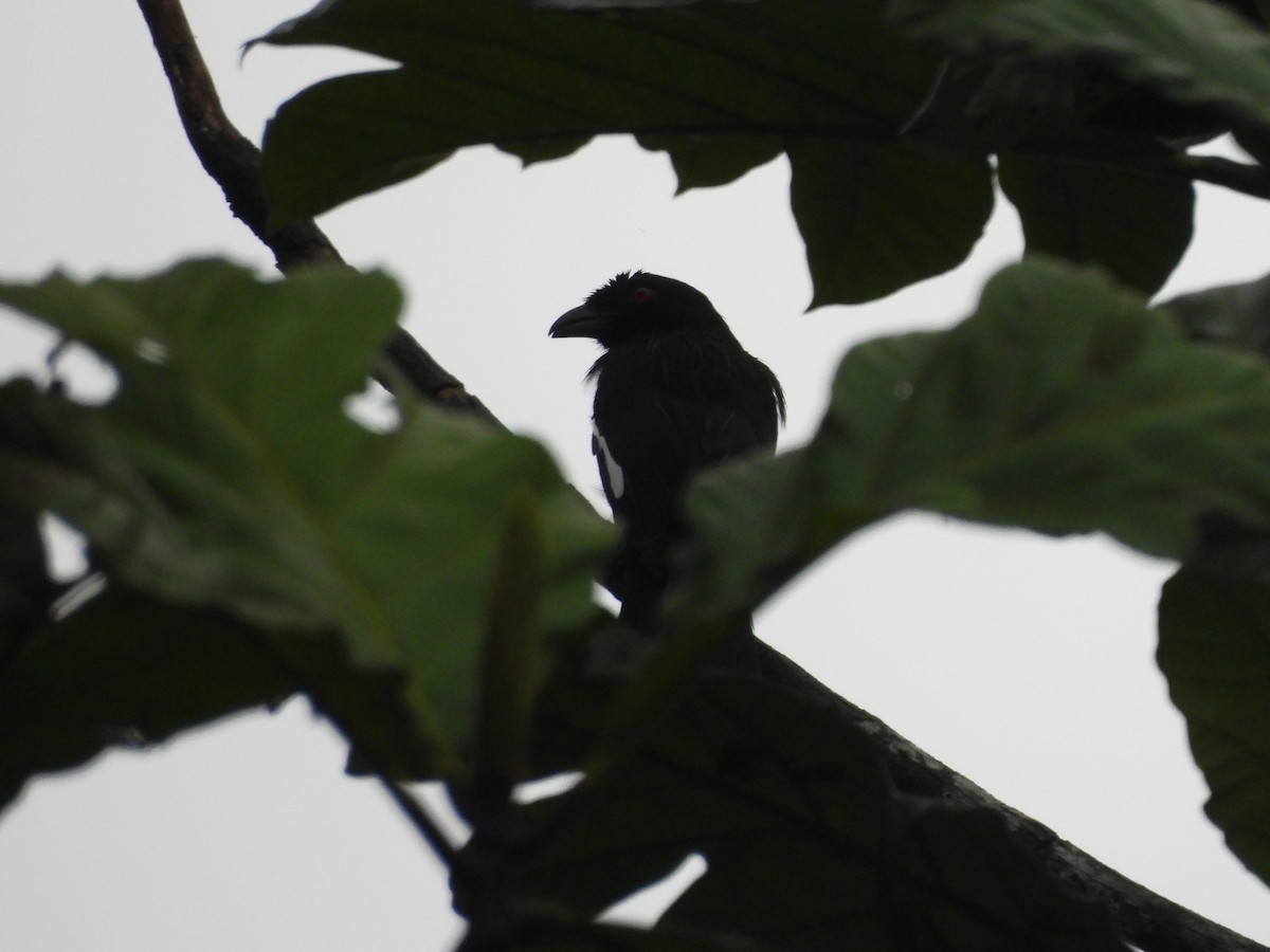 Malayan Black Magpie - ML642012391