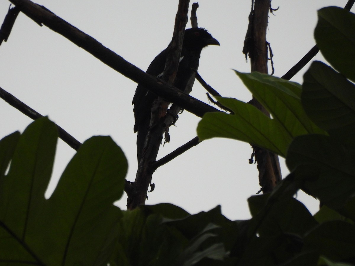 Malayan Black Magpie - ML642012393