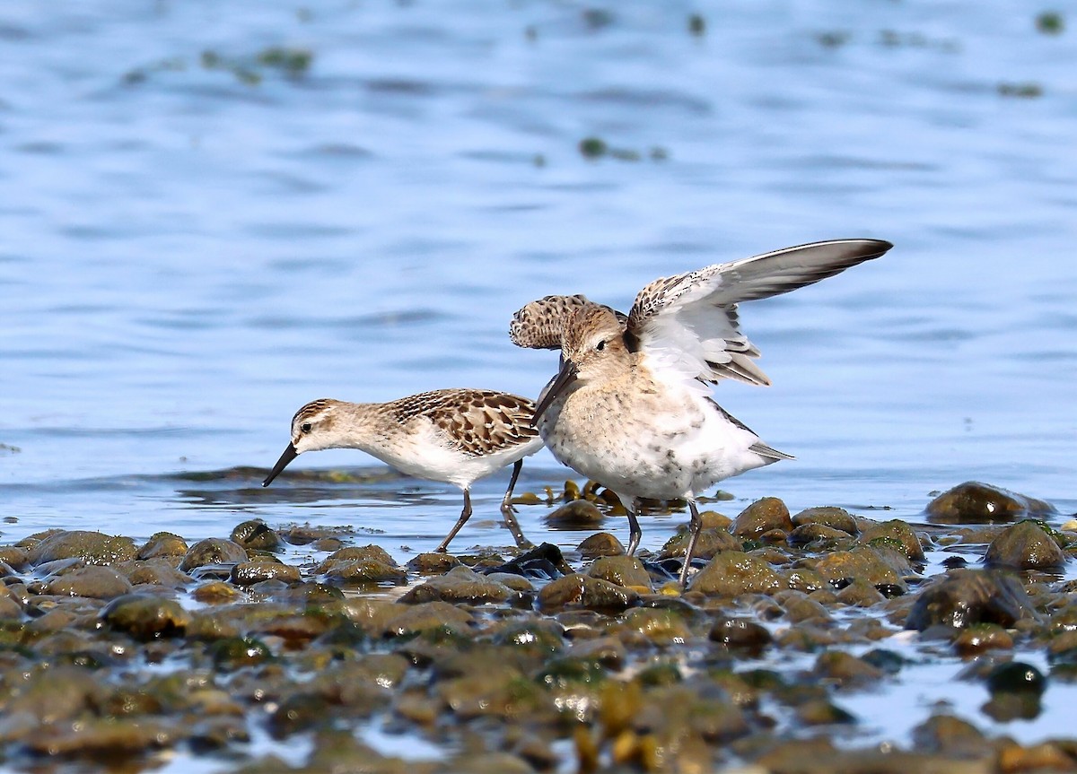 Dunlin - ML642012425