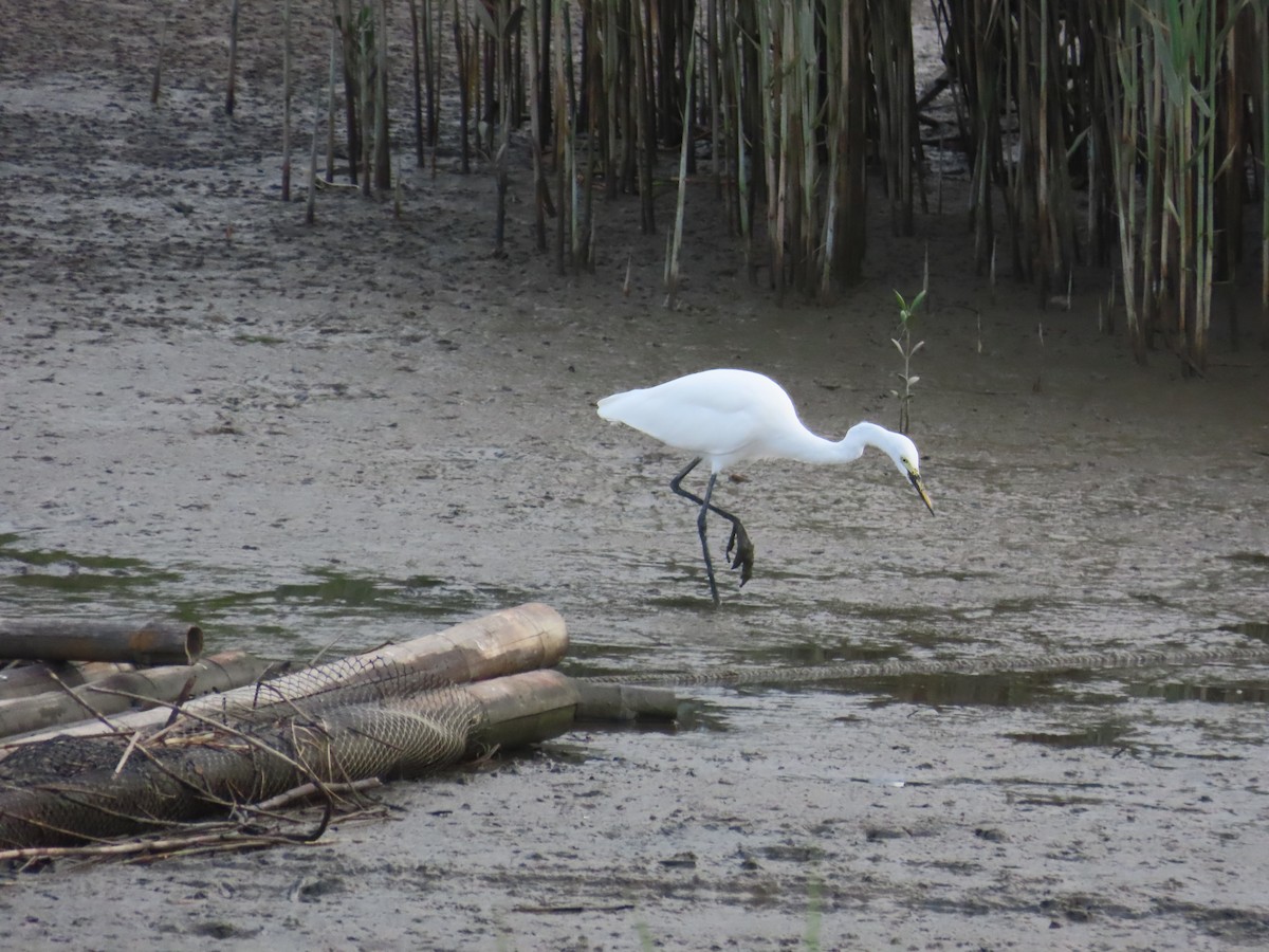 Medium Egret - ML642012428