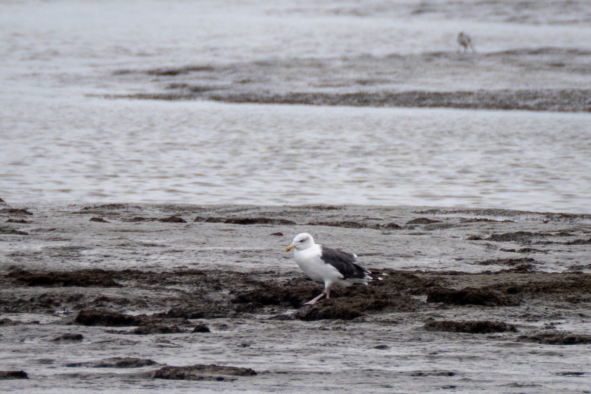 Great Black-backed Gull - ML642012431
