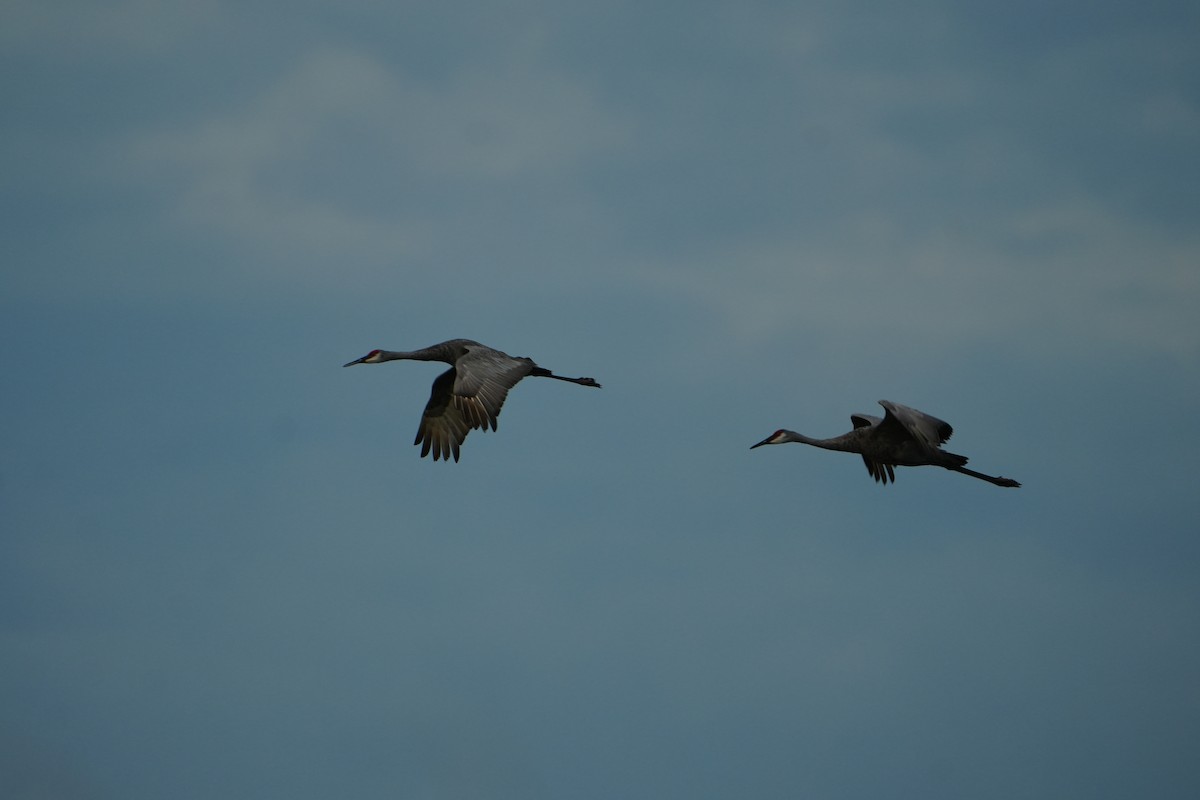 Sandhill Crane - ML642012440