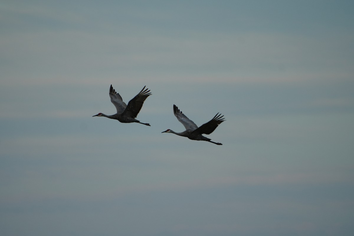 Sandhill Crane - ML642012441