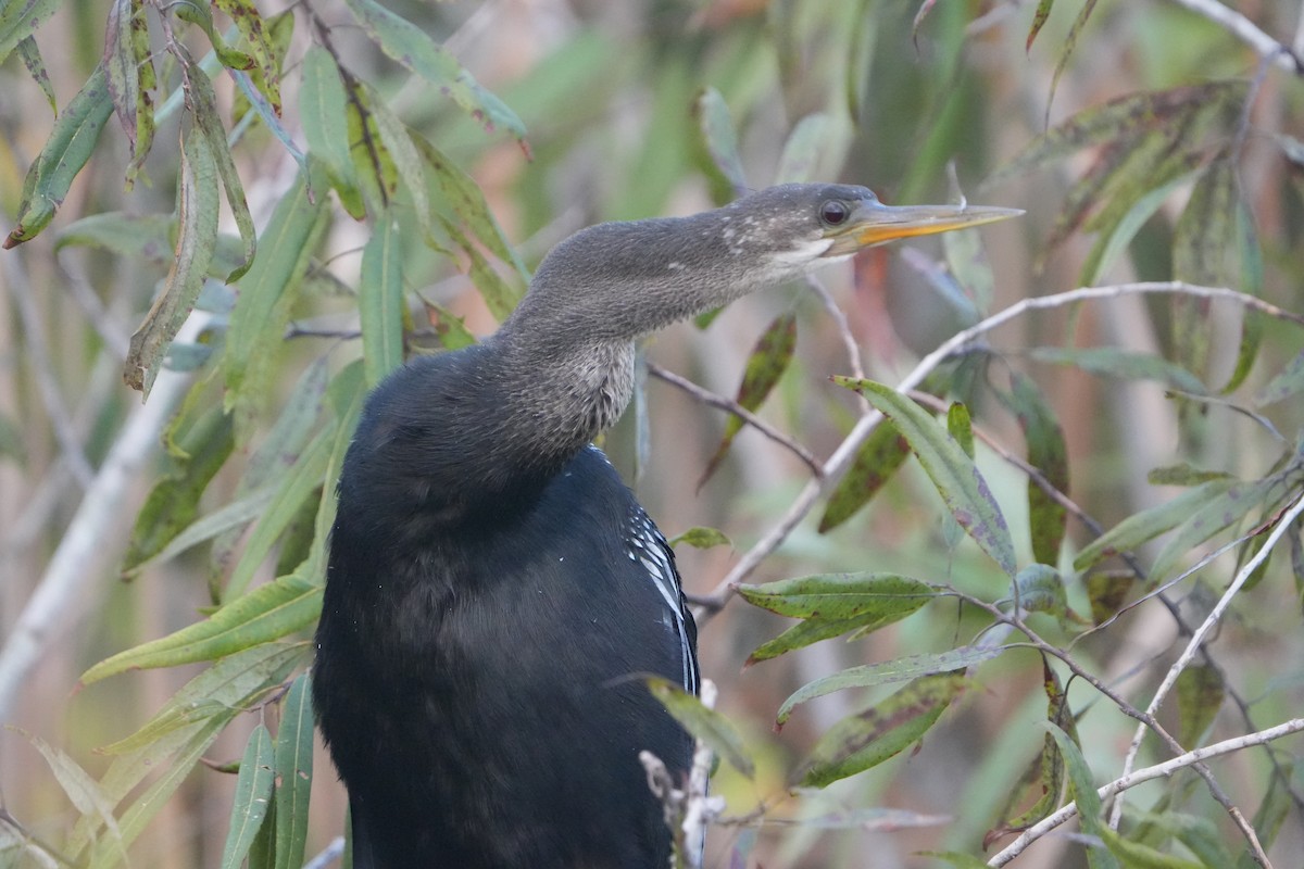 Anhinga - ML642012445