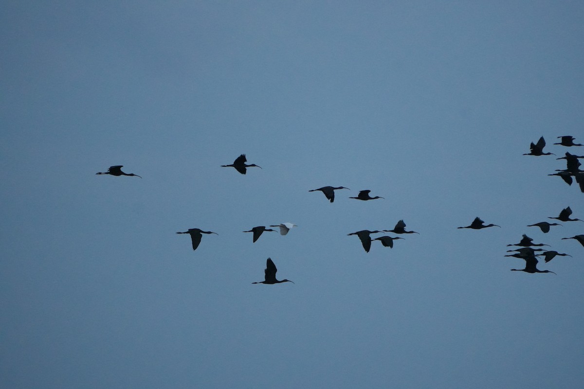 Glossy Ibis - ML642012459