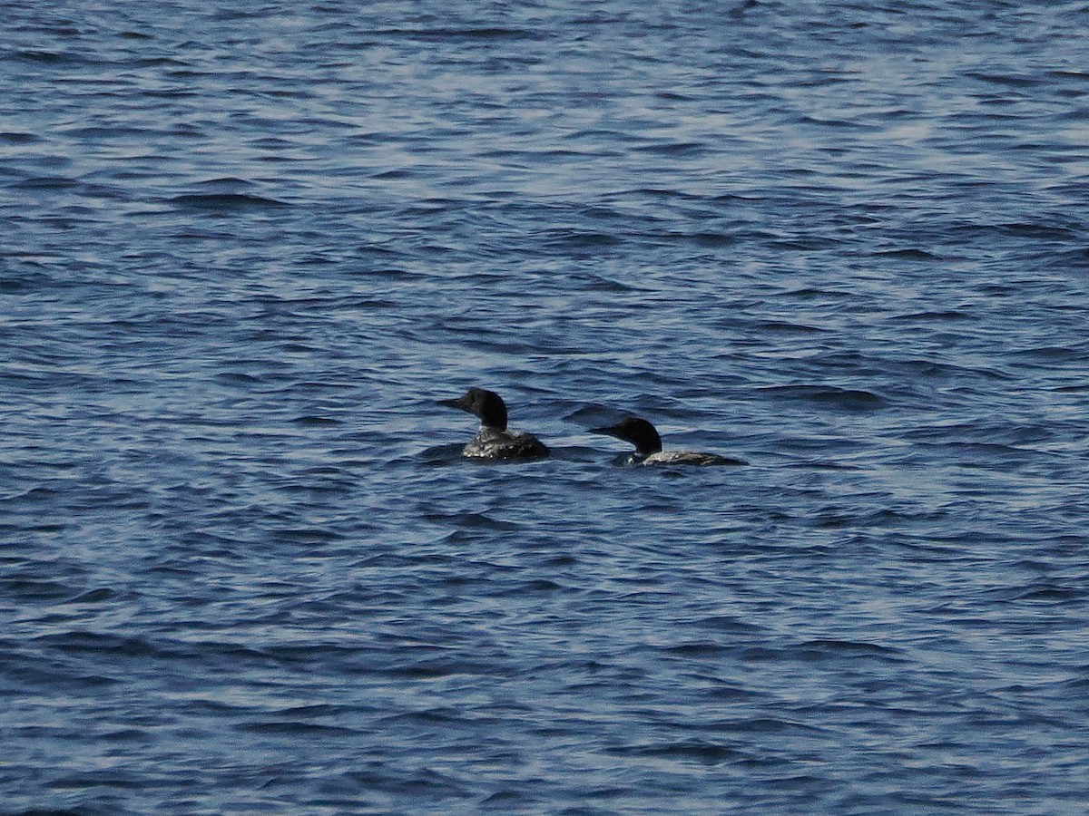 Common Loon - ML642012464