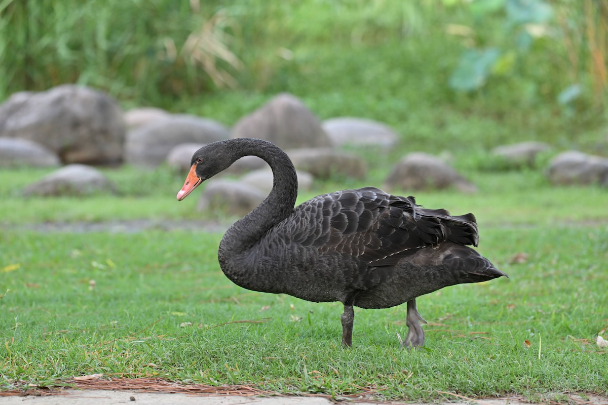 Black Swan - ML642012466