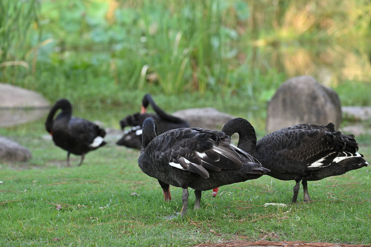Black Swan - ML642012467