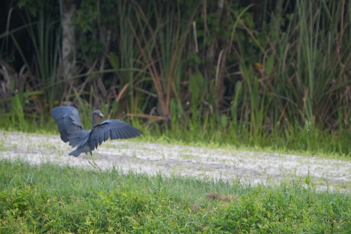 Little Blue Heron - ML642012469