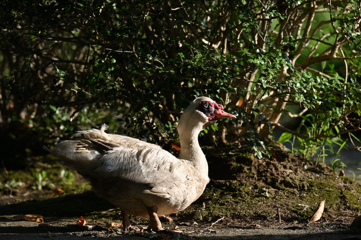 Muscovy Duck (Domestic type) - ML642012471