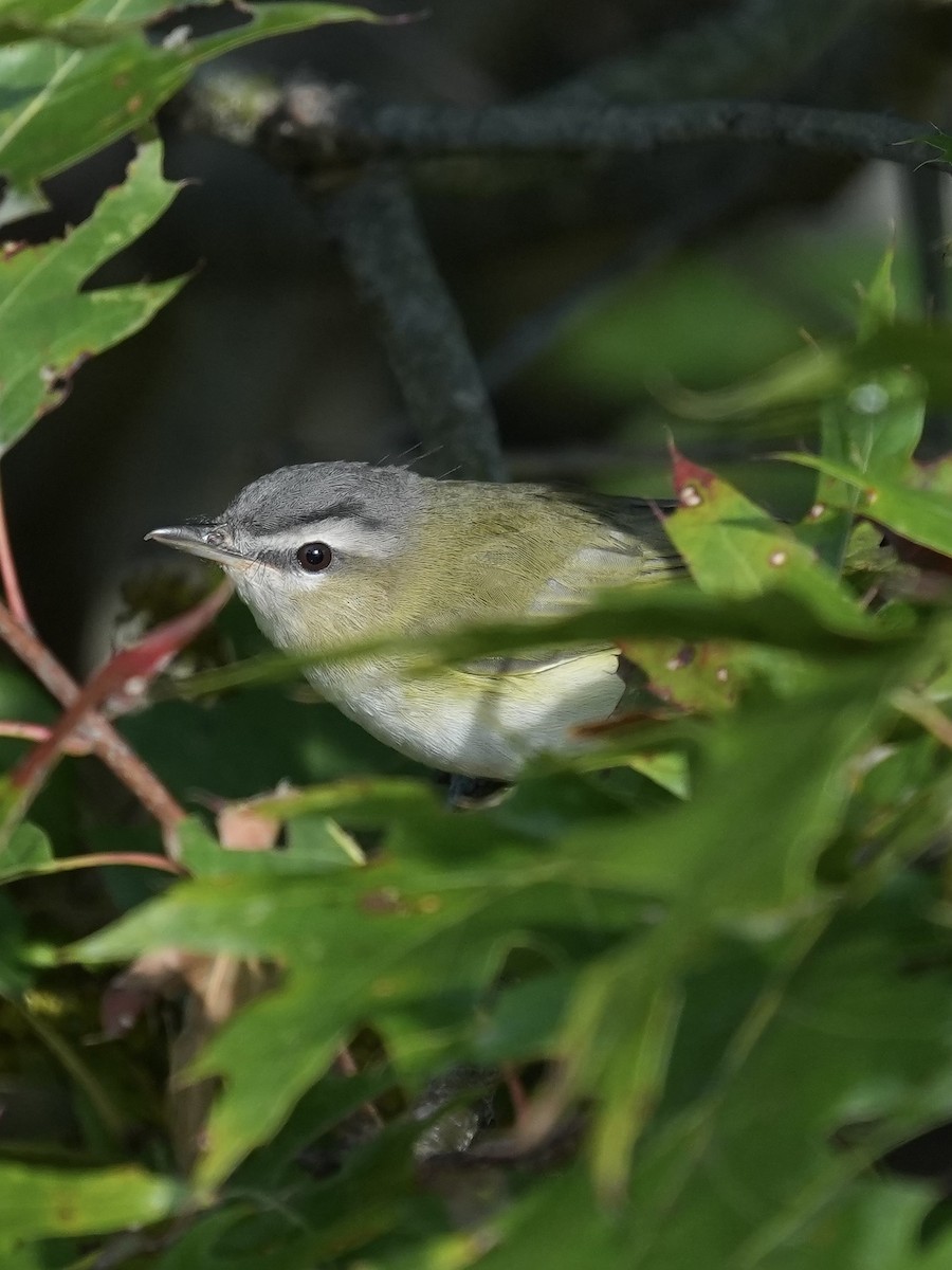Red-eyed Vireo - ML642012474