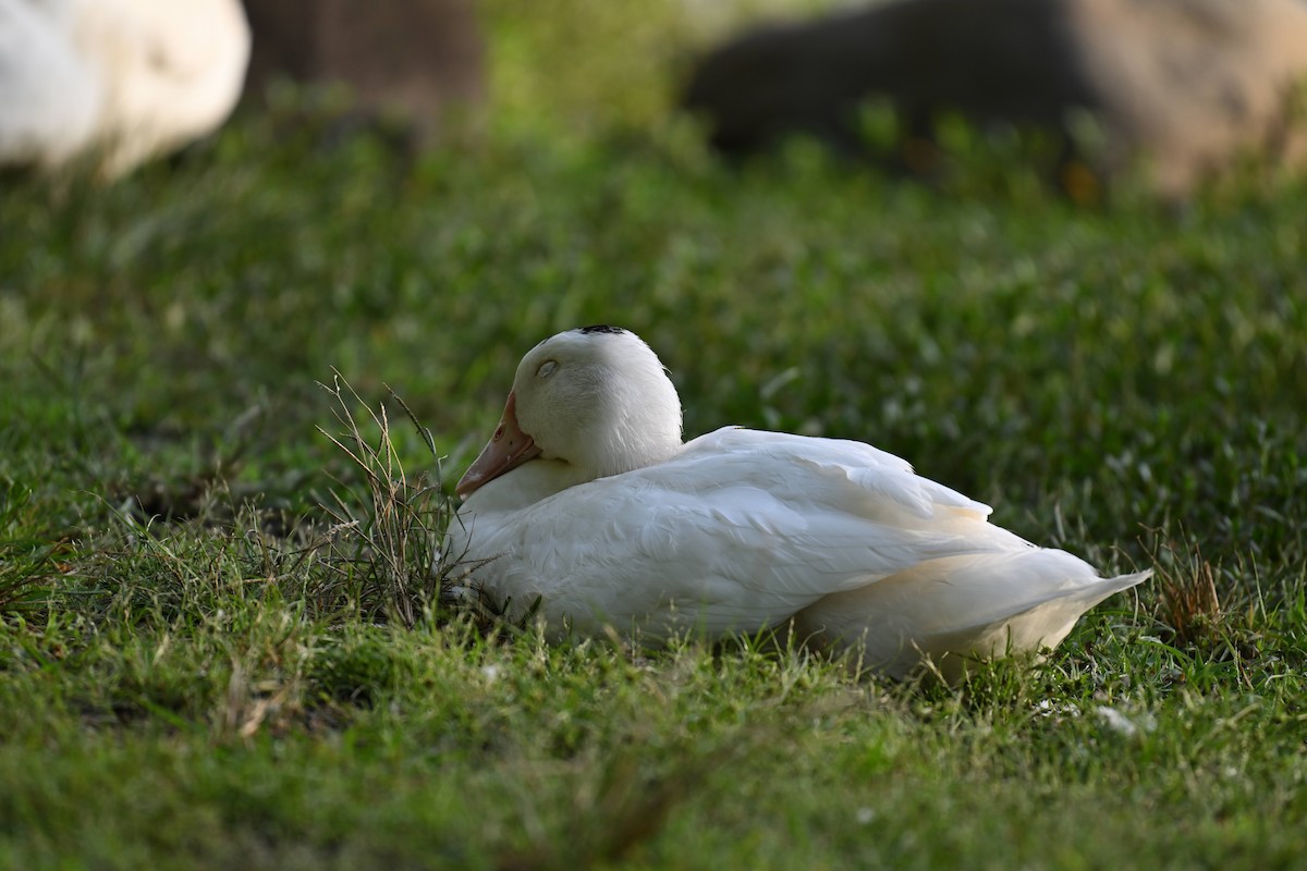 Mallard (Domestic type) - ML642012475