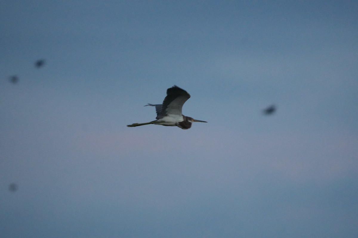 Tricolored Heron - ML642012479